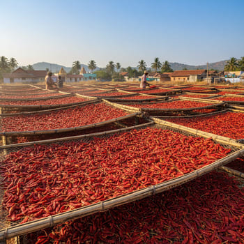 Byadgi chilies drying on mesh racks