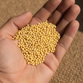 Foxtail millet grains on a palm