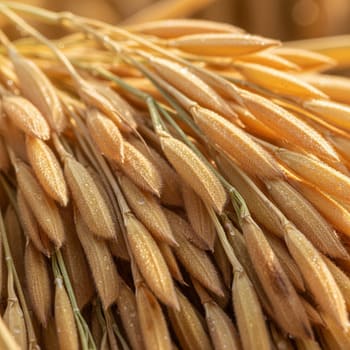 Close-up of paddy grains