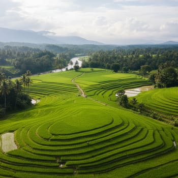 Kharif season — monsoon-green paddy fields