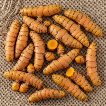 Fresh turmeric rhizomes on burlap